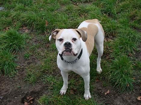 Amerikansk bulldog Papyja(Rest In Peace) billede 12