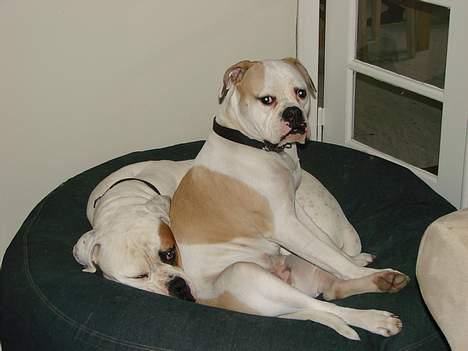 Amerikansk bulldog Papyja(Rest In Peace) billede 13