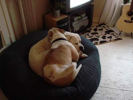 Amerikansk bulldog Papyja(Rest In Peace) billede 14