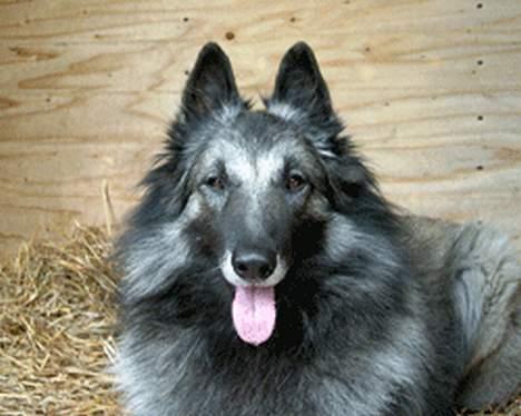 Tervueren Banzai - Smukke vapsen, billede 9