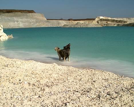 Tervueren Banzai - Ryste er en god kommando at kunne ;o) billede 10
