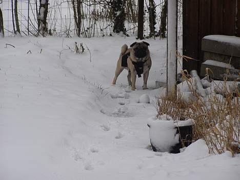 Mops Oscar - Jeg ELSKER sneen billede 12