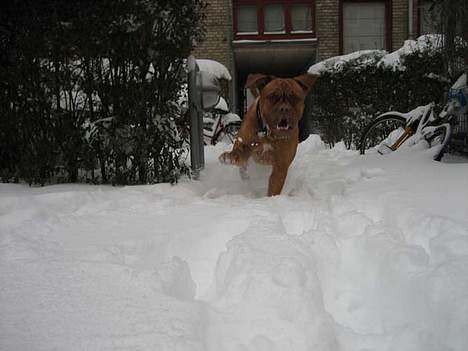 Dogue de bordeaux Vega - Miss dynamite! billede 10