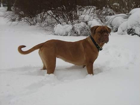 Dogue de bordeaux Vega - Vega 13 mdr. billede 11