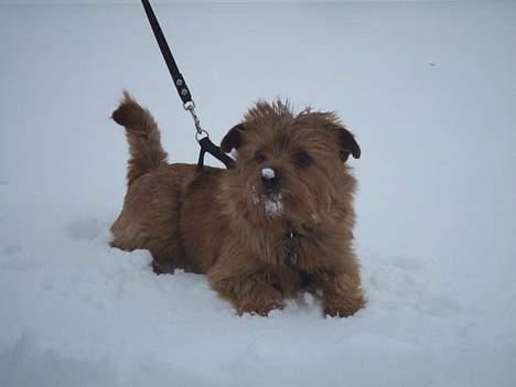 Norfolk terrier Gaia - Gaia i snevejret d. 22. februar 2007 billede 9