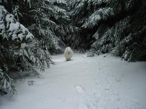 Japansk spids Chiki´s Miko - :) Miko og mig på sne tur. billede 14