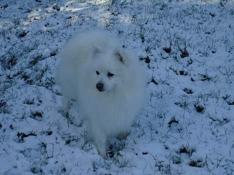 Japansk spids Chiki´s Miko - så smuk, så smuk billede 15