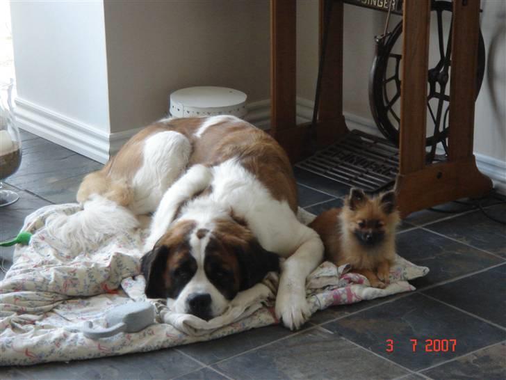 Sankt bernhardshund Daisy - Daisy sammen med sin lillesøster billede 9