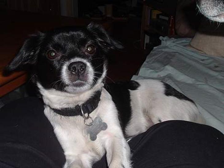 {{currentPhoto.altText}} billede {{currentPhoto.number}}