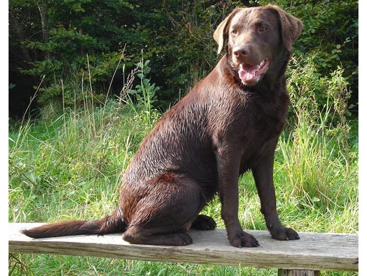 Labrador retriever Luka tidl. hund - Velkommen til min profil! Jeg hedder Luka:) billede 1