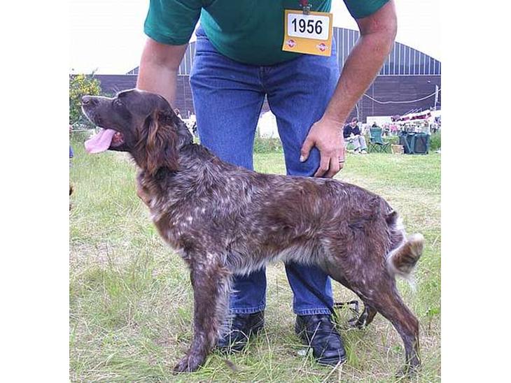 {{currentPhoto.altText}} billede {{currentPhoto.number}}