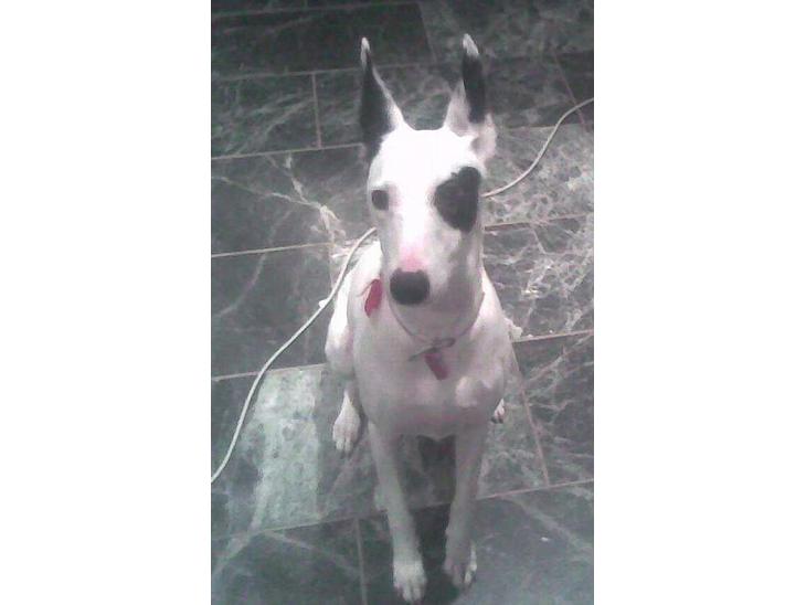 {{currentPhoto.altText}} billede {{currentPhoto.number}}