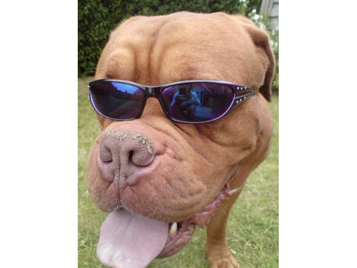 Dogue de bordeaux Algojo's Bonus R.I.P. - Så er jeg klar til ferien. billede 1