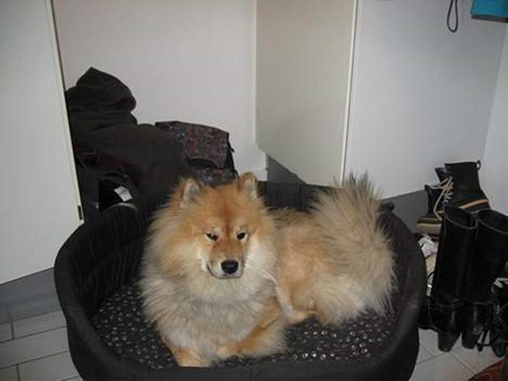 {{currentPhoto.altText}} billede {{currentPhoto.number}}