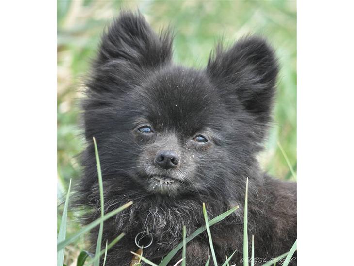 {{currentPhoto.altText}} billede {{currentPhoto.number}}