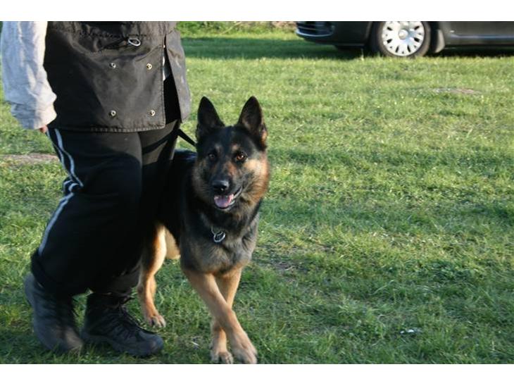 {{currentPhoto.altText}} billede {{currentPhoto.number}}