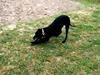 Manchester terrier Vaks [ Himmelhund]