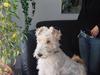 Ruhåret foxterrier Pjevs