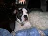 Amerikansk bulldog Bufas