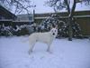Hvid Schweizisk Hyrdehund Ursus