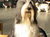 Bearded collie Louise