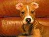 Amerikansk staffordshire terrier lego