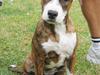 Amerikansk staffordshire terrier Nala