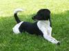Blanding af racer Miss Betty