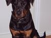 Rottweiler BELLA