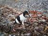 Jack russell terrier SPOT
