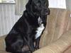 Labrador retriever Timmo