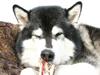 Alaskan malamute Nuna