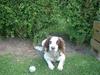 Engelsk springer spaniel Fiffi