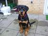 Rottweiler Bailey