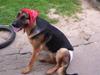 Schæferhund Kenzo