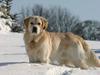 Golden retriever Chico