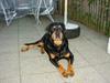 Rottweiler Chilli(er i hunderiget )