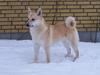 Norsk buhund Nuka