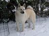 Norsk buhund Chimo