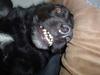 Blanding af racer Bastian (RIP d. 4/5-2010)