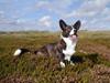 Welsh corgi cardigan Fie (aflivet dec 06) [ Himmelhund]