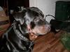 Rottweiler Rocky