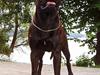 Bullmastiff Attollo