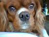 Cavalier king charles spaniel Dali (r.i.p 2008) [ Himmelhund]