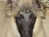 Tervueren Rita (død 2005)  [ Himmelhund]