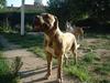 Amerikansk staffordshire terrier Chess