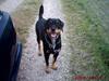 Blanding af racer Tacco (RIP 23-04-12) :( 