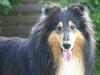 Collie langhåret Rollington Fidusen (Keiko)