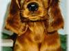 Irsk setter Sally