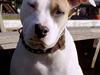 Amerikansk staffordshire terrier Frieda